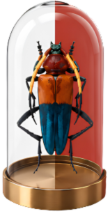 Pachyteria equestris